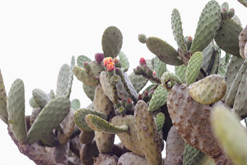 Vibrant Blooming Cactus Flowers in Desert Landscape