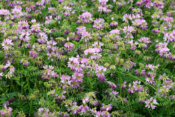 In nature, Securigera varia grows in herbs