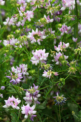 In nature, Securigera varia grows in herbs