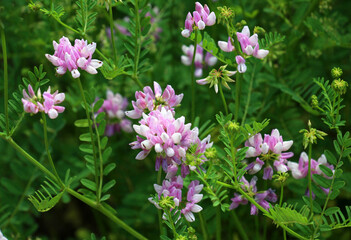In nature, Securigera varia grows in herbs