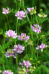 In nature, Securigera varia grows in herbs