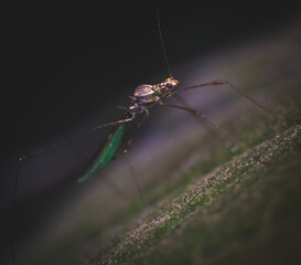 Mosquito macro