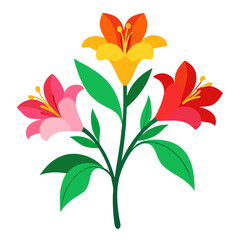 alstroemeria color full on white background