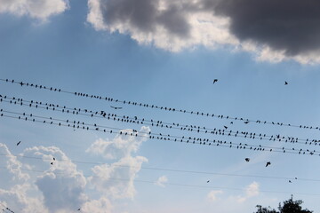 Flock of birds resting on power lines under a dramatically cloudy sky during early evening