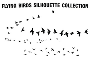 flying birds silhouette collection
