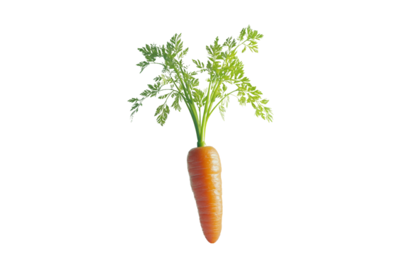 Carrot with green top leaves shown in full body view capturing its vibrant orange root and leafy upper structure in natural form isolated on transparent background PNG