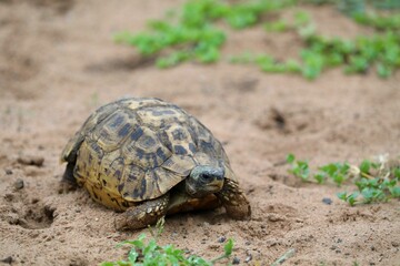 Leopard Tortoise Crossing Sandy Terrain with Steady Pace