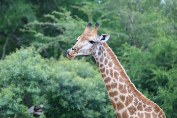 Giraffe in a Playful Moment of Grooming