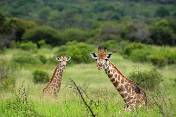 Rare Sighting: Resting Giraffes in the Savanna