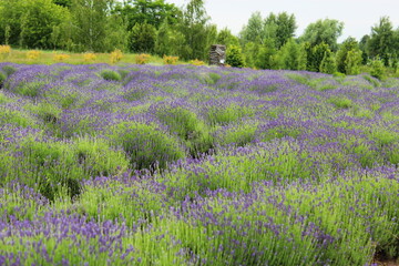 Lavender Field in Full Bloom