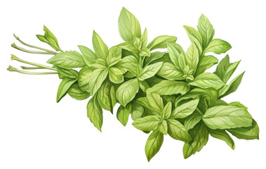 Obraz premium PNG Herb herbs plant leaf.