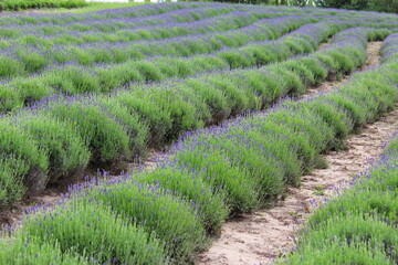 Lavender Field in Full Bloom