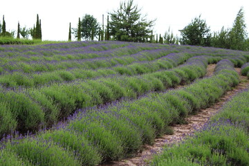Lavender Field in Full Bloom