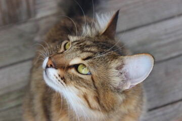 Curious tabby cat gazing upward on a wooden deck in warm afternoon light