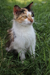 Calico cat exploring a grassy field during a sunny afternoon in a suburban backyard