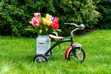 vintage tricycle on green grass with old milk jug filled with tulips and green pine tree background