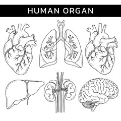 Human-organ-drawing-line-art.eps