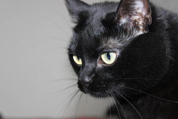 Black cat with striking green eyes gazes intently while sitting indoors in a cozy apartment during...