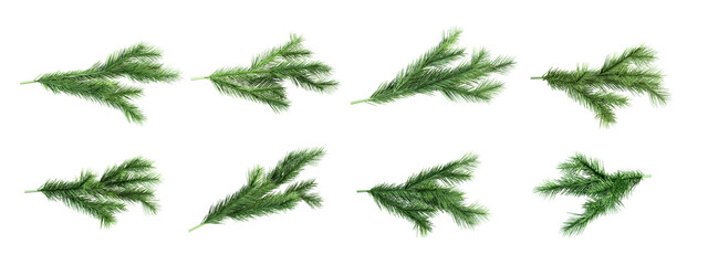 Set of christmas branches isolated on white  © Buffstock