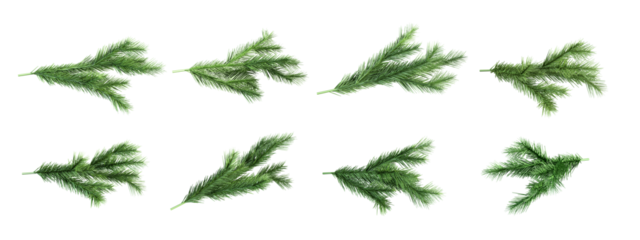 Set of christmas branches isolated on white
