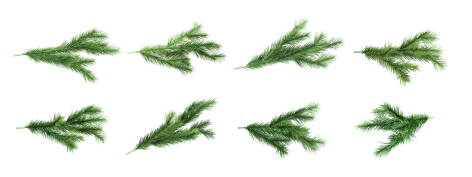 Set of christmas branches isolated on white
