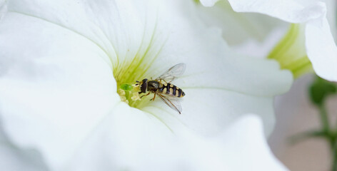 Hoverfly Collecting Nectar from a White Petunia. Hoverflies, also called flower flies or syrphid...
