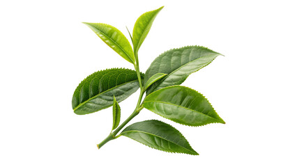 beautiful fresh vibrant green tea leaves isolated on transparent background	