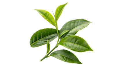 beautiful fresh vibrant green tea leaves isolated on transparent background	