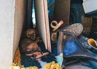 Scared lonely brown puppy hiding in a cluttered messy corner