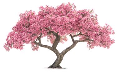 Flourishing cherry blossom tree featuring layers of delicate pink blooms illustrating the height of springtime elegance and floral beauty isolated on transparent background PNG