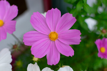 Pink Cosmos Flower in Window Box