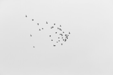 Flying Portuguese Swallow with negative space/minimalism