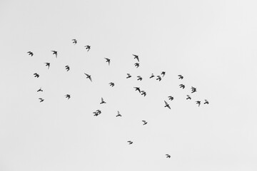Flying Portuguese Swallow with negative space/minimalism