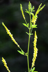 Melilot officinalis, ribbed melilot (Melilotus officinalis) blooms in nature