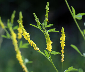 Melilot officinalis, ribbed melilot (Melilotus officinalis) blooms in nature