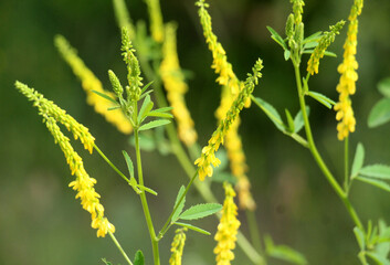 Melilot officinalis, ribbed melilot (Melilotus officinalis) blooms in nature