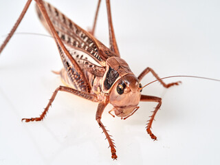 Large bush cricket with long legs on a white background. White-faced Bush-cricket (Decticus albifrons)