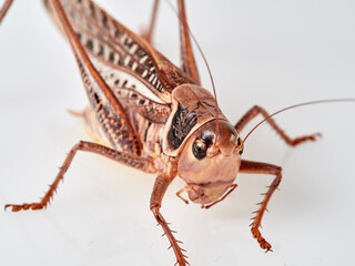 Large bush cricket with long legs on a white background. White-faced Bush-cricket (Decticus...