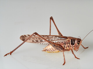 Large bush cricket with long legs on a white background. White-faced Bush-cricket (Decticus...