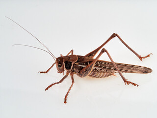 Large bush cricket with long legs on a white background. White-faced Bush-cricket (Decticus...