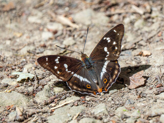 Purple Emperor on the Ground