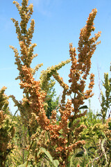 Part of a sorrel bush (Rumex confertus) growing in nature
