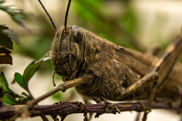 Egyptian locust grasshopper on a branch