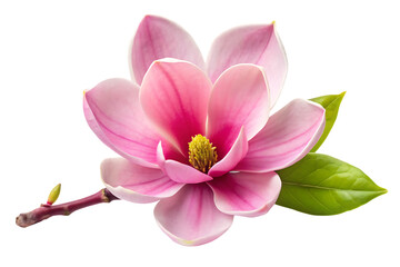 Fototapeta premium Pink magnolia flower with green leaves and branch on black background isolated on a transparent background