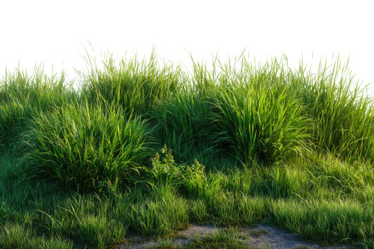 Lush green tall grass and foliage illuminated by bright sunlight isolated on transparent background