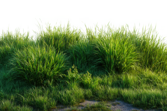 Lush green tall grass and foliage illuminated by bright sunlight isolated on transparent background