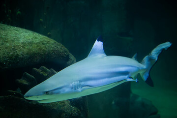 requin corail, en gros plan, dans un aquarium