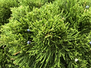 Close-up of vibrant green coniferous shrub with berries