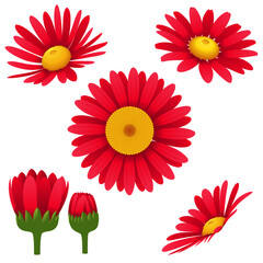 Set of red daisies isolated on white background. Vector illustration.