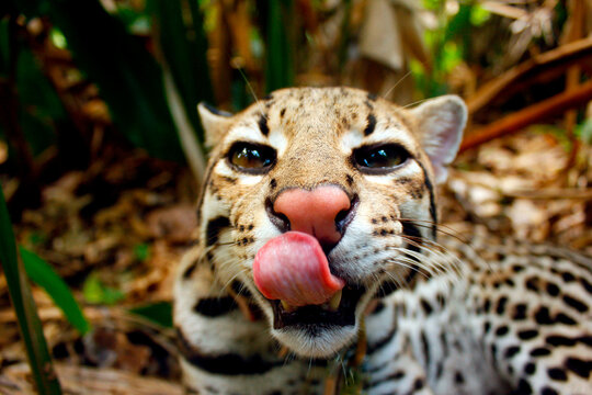 Ocelote